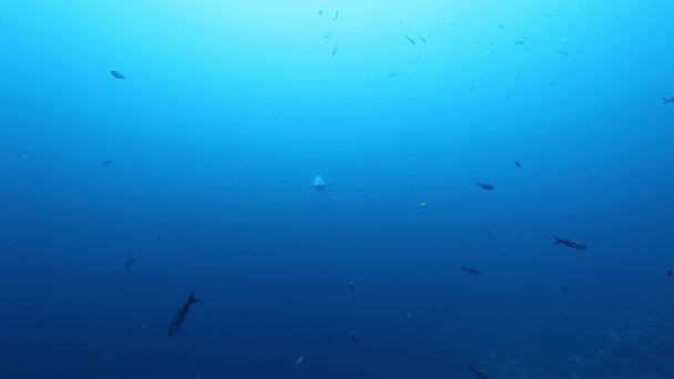 Акула - молот і морська черепаха під водою Тихого океану. — стокове відео
