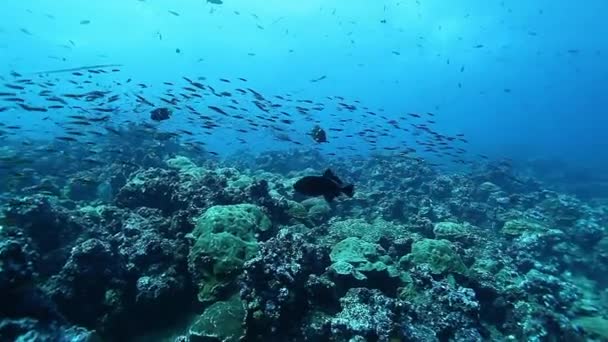 Escola de peixes subaquáticos no fundo da vida marinha do Oceano Pacífico. — Vídeo de Stock