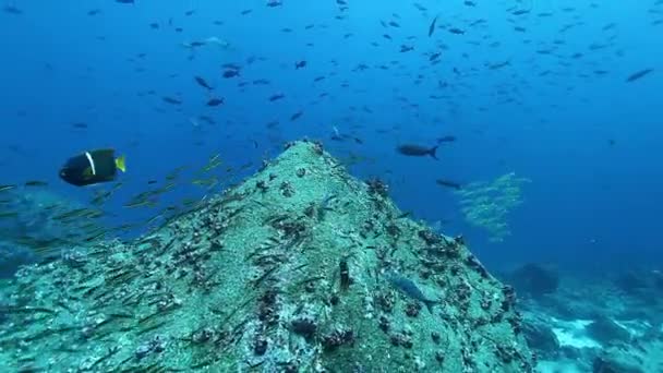 Skolan för fisk under vatten mot bakgrund av det marina livet i Stilla havet. — Stockvideo