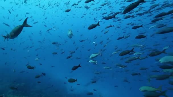 Vízalatti haliskola a Csendes-óceán tengeri élővilágának hátterében. — Stock videók