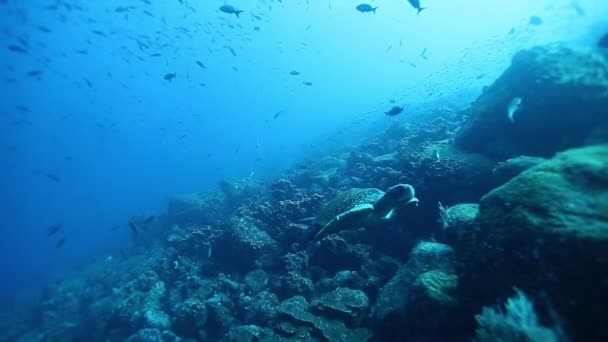 Escola de peixes subaquáticos no fundo da vida marinha do Oceano Pacífico. — Vídeo de Stock