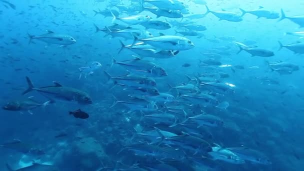 School of Tuna fish of one species underwater. — Stock Video