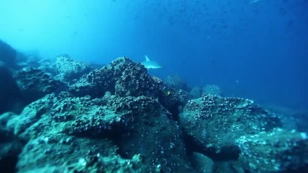 Pörölycápa és tengeri teknős a Csendes-óceán mélyén. — Stock videók