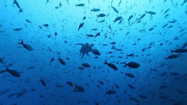 School van vissen onderwater op de achtergrond van het mariene leven in de Stille Oceaan. — Stockvideo