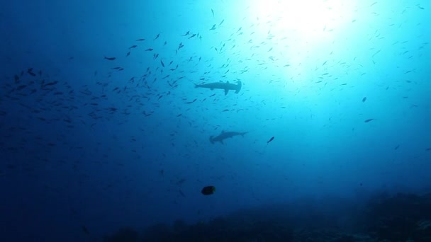 Çekiç başlı köpekbalığı ve deniz kaplumbağası Pasifik Okyanusu altında.. — Stok video