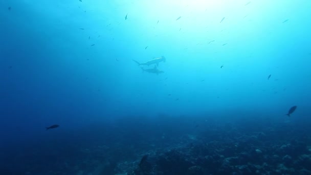 Акула-молот и морская черепаха под водой Тихого океана. — стоковое видео