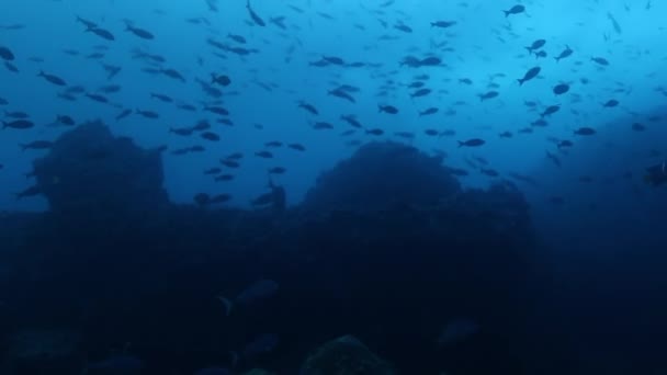 Σχολείο ψαριών κάτω από το νερό σε φόντο της θαλάσσιας ζωής του Ειρηνικού Ωκεανού. — Αρχείο Βίντεο