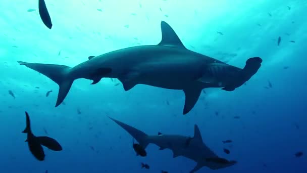 太平洋の水中でのハンマーヘッドサメの泳ぎのグループ. — ストック動画