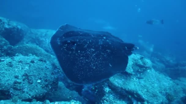 Las rayas Manta nadan sobre el fondo del fondo marino en el océano Pacífico. — Vídeos de Stock