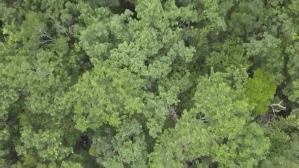 Vista aérea paisagem belo cenote sumidouro. — Vídeo de Stock