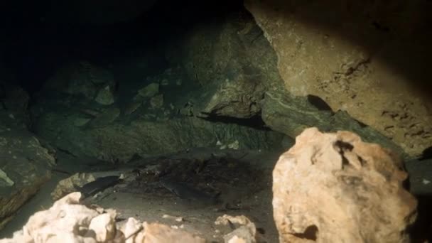 Cave diving in underwater caves of Yucatan Mexico cenotes. — Stock Video