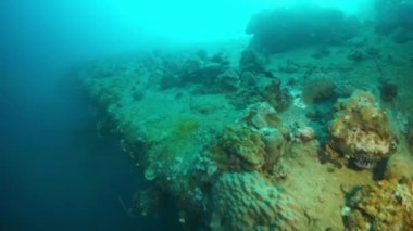 Truk Adaları 'nın sualtı dünyasında gemi enkazı dalışı.