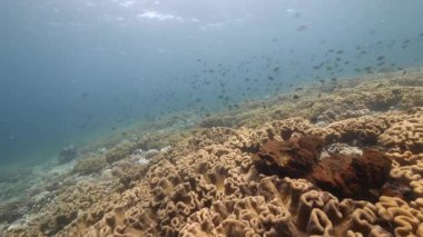 Arka plandaki dalgıç. Denizdeki balık sualtı manzarası okulu..