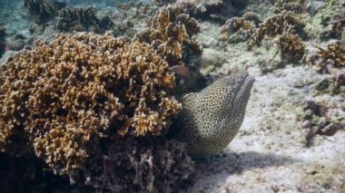 Arka plandaki dalgıç. Denizdeki balık sualtı manzarası okulu..