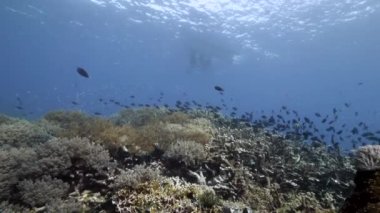 Arka plandaki dalgıç Kızıl Deniz 'deki balık sualtı manzarası okulu.