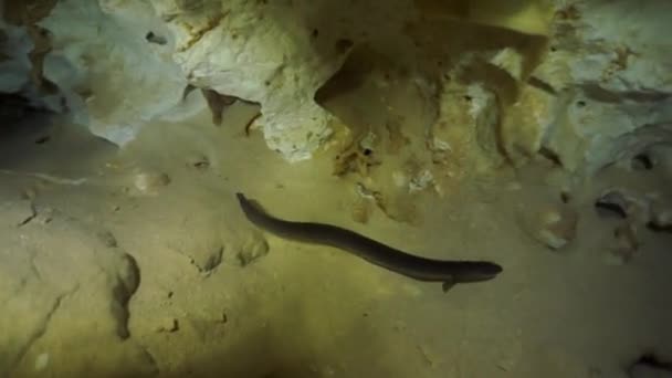 Plongée dans les grottes sous-marines du Yucatan Mexique cénotes. — Video