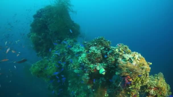 School van vissen op gezonken schip wrak in onderwaterwereld van Truk Eilanden. — Stockvideo