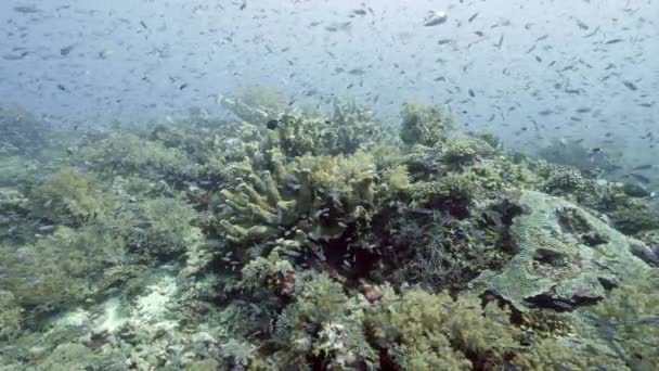 Mergulhador no fundo Escola de peixes paisagem subaquática no mar. — Vídeo de Stock