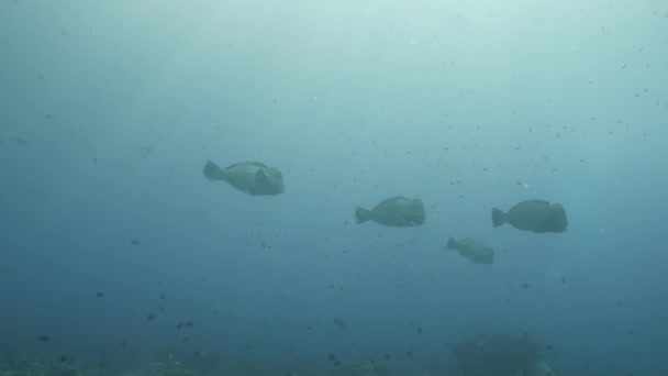 Mergulhador no fundo Escola de peixes paisagem subaquática no mar. — Vídeo de Stock