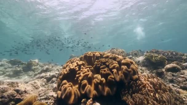 Taucher im Hintergrund Fischschule Unterwasserlandschaft im Meer. — Stockvideo