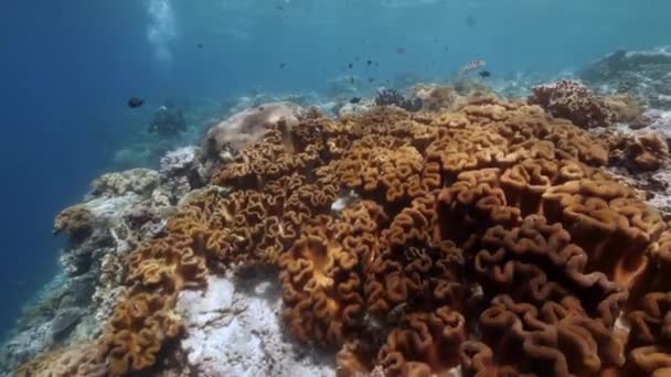 Buceador en el fondo Escuela de peces paisaje submarino en el mar. — Vídeos de Stock