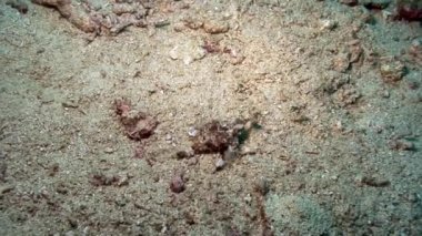 Filipin Denizi 'nin sualtı dünyasındaki küçük balık sürüsü.