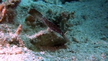 Filipin Denizi 'nin sualtı dünyasındaki küçük balık sürüsü.