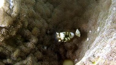 Filipin Denizi 'nin sualtı dünyasındaki küçük balık sürüsü.