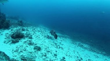 Fiji 'nin sualtı yaban hayatında köpekbalığı sürüsü.