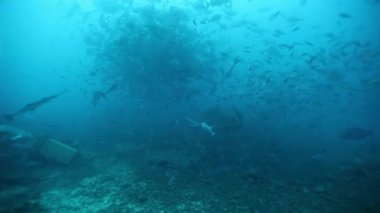 Fiji 'nin deniz altı vahşi yaşamında köpekbalıklarıyla uç dalış.