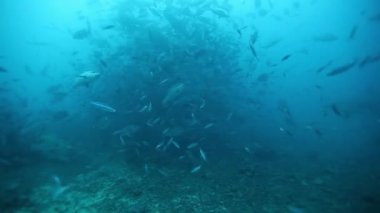 Fiji 'nin deniz altı vahşi yaşamında köpekbalıklarıyla uç dalış.