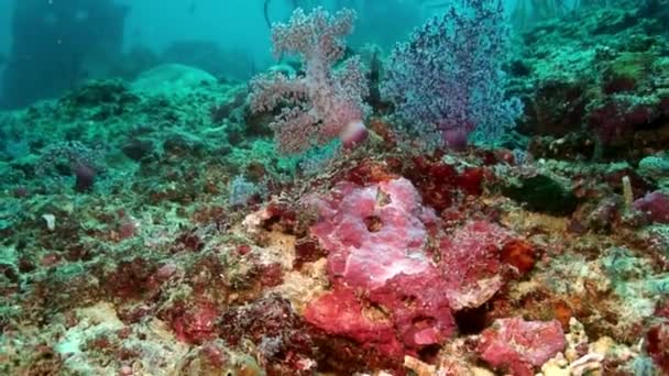 School van kleine vissen in koraal onderwater wereld van de Filippijnse Zee. — Stockvideo