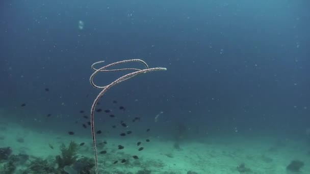 菲律宾海珊瑚水下世界中的小鱼群. — 图库视频影像