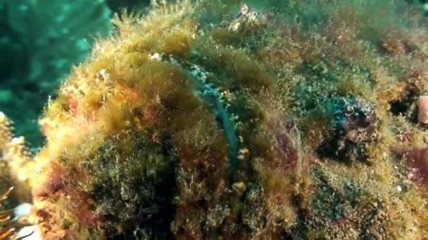 Escola de pequenos peixes no mundo subaquático de coral do Mar das Filipinas. — Vídeo de Stock