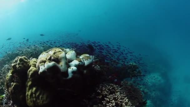 Barriera corallina e scuola di pesce nella fauna marina sottomarina dell'oceano sulle Figi. — Video Stock