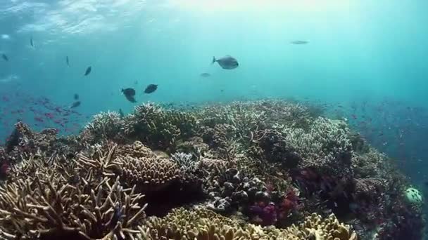 Dance of school of fish on coral reef in sun rays of underwater ocean of Fiji. — Stock Video