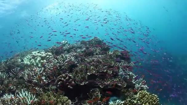Vele kleine vissen op koraalrif in zonnestralen van onderwater oceaan van Fiji. — Stockvideo