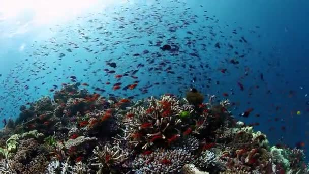 Dance of various fish on coral reef in underwater ocean of Fiji. — Stock Video