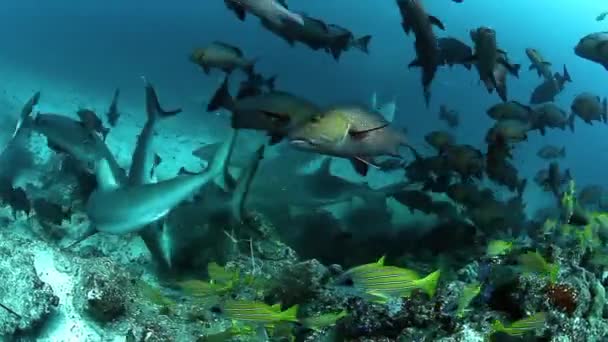 Pacote de tubarões caçando peixes no oceano subaquático de Fiji. — Vídeo de Stock