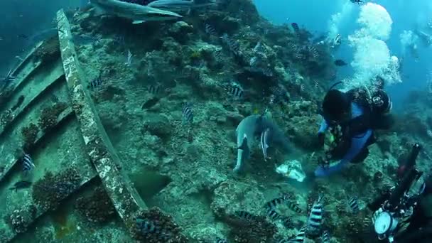 Potápěč krmí morénem úhoře na pozadí školy pruhovaných ryb v podmořském oceánu. — Stock video