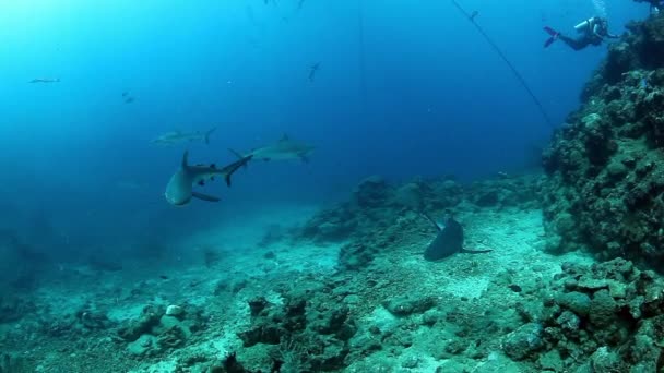 Buceo extremo con tiburones en la fauna marina submarina de Fiyi. — Vídeo de stock