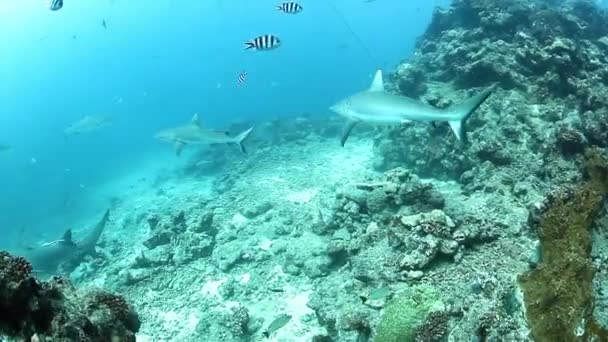 Buceo extremo con tiburones en la fauna marina submarina de Fiyi. — Vídeo de stock