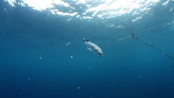Barracuda halak úsznak a Fidzsi-tenger alatti vizekben. — Stock videók