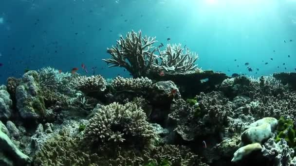 Korálový útes ve slunečních paprscích podmořského oceánu Fidži. — Stock video