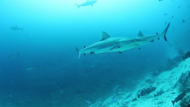 Cápák falkája a Fidzsi-szigetek víz alatti élővilágában. — Stock videók