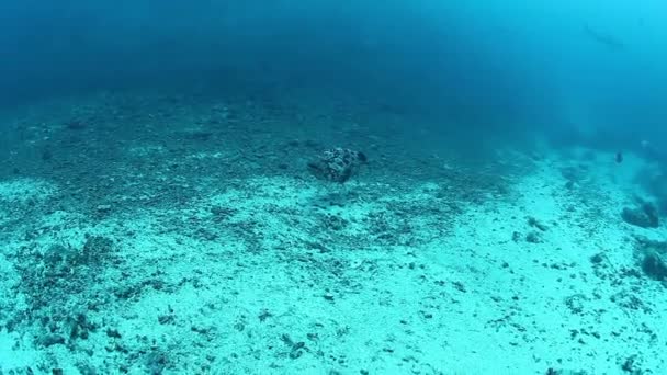 Buceo con manada de tiburones en la fauna marina submarina de Fiji. — Vídeo de stock