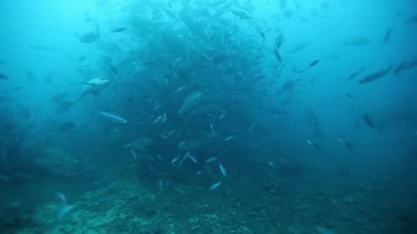 斐济水下海洋野生动物中鲨鱼的极端潜水. — 图库视频影像