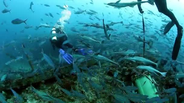 As pessoas alimentam tubarões na escola de peixes em vida marinha subaquática de Fiji. — Vídeo de Stock
