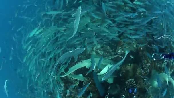 Immersioni con squali in scuola del pesce in fauna marina subacquea di Fiji. — Video Stock