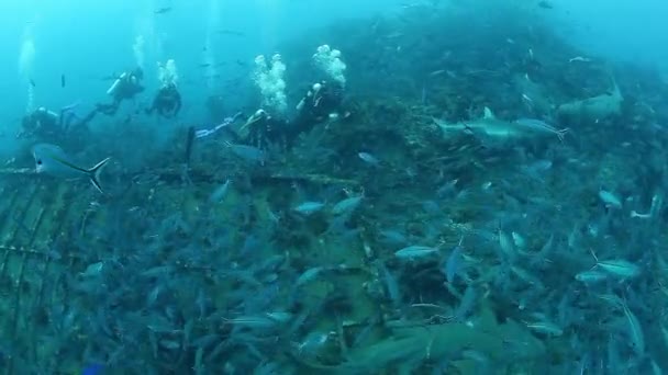 Personas con manada de tiburones en la fauna marina submarina de Fiyi. — Vídeos de Stock